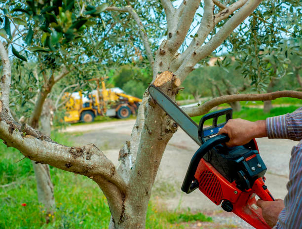 Best Tree Disease Treatment  in Hayden, ID